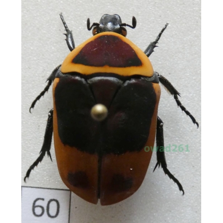 Pachnoda marginata peregrina Kolbe, 1906 ex. ovo Czad60